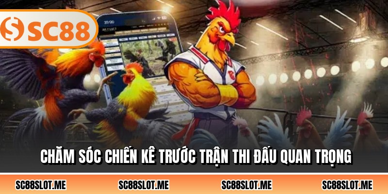 Chăm sóc chiến kê trước trận thi đấu quan trọng