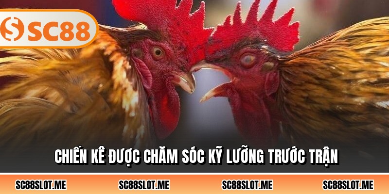 Chiến kê được chăm sóc kỹ lưỡng trước trận