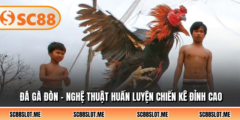 Đá Gà Đòn - Nghệ Thuật Huấn Luyện Chiến Kê Đỉnh Cao