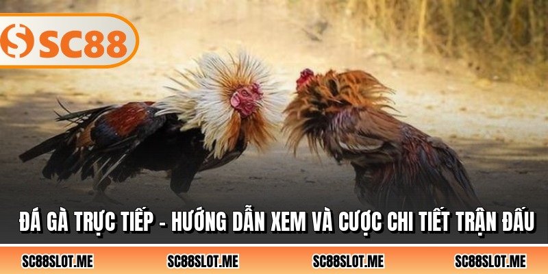 Đá Gà Trực Tiếp - Hướng Dẫn Xem Và Cược Chi Tiết Trận Đấu