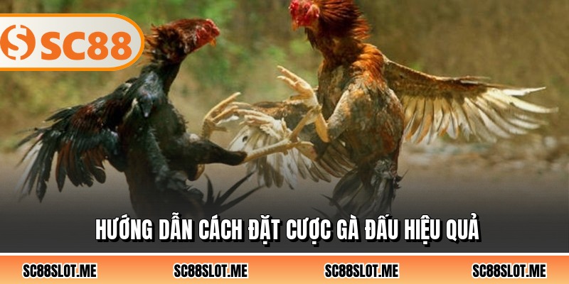 Hướng dẫn cách đặt cược gà đấu hiệu quả