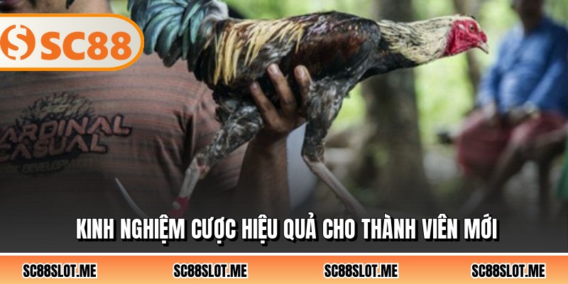 Kinh nghiệm cược hiệu quả cho thành viên mới