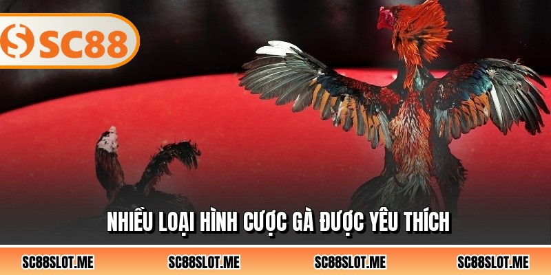 Nhiều loại hình cược gà được yêu thích