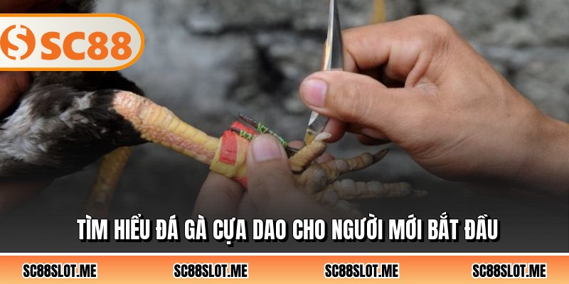 Tìm hiểu đá gà cựa dao cho người mới bắt đầu