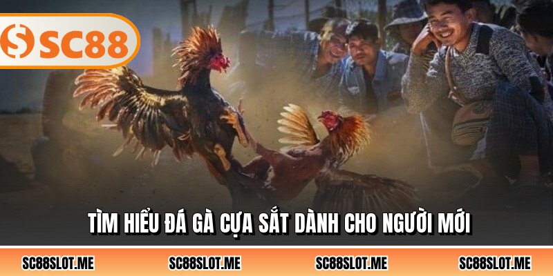 Tìm hiểu đá gà cựa sắt dành cho người mới